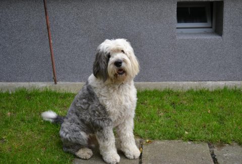 Bobtail