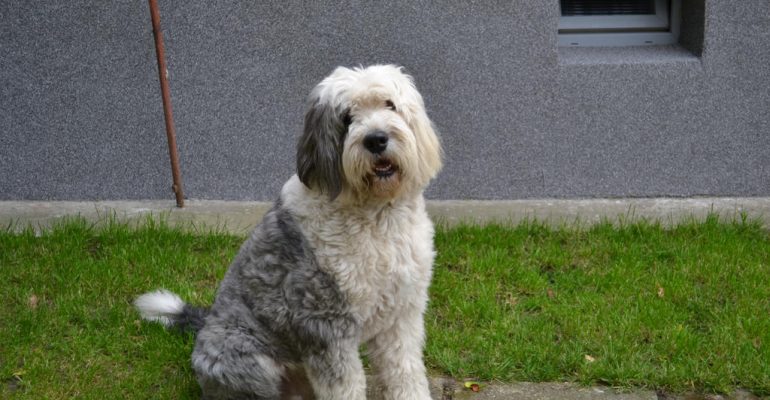 Bobtail