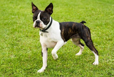 Boston Terrier