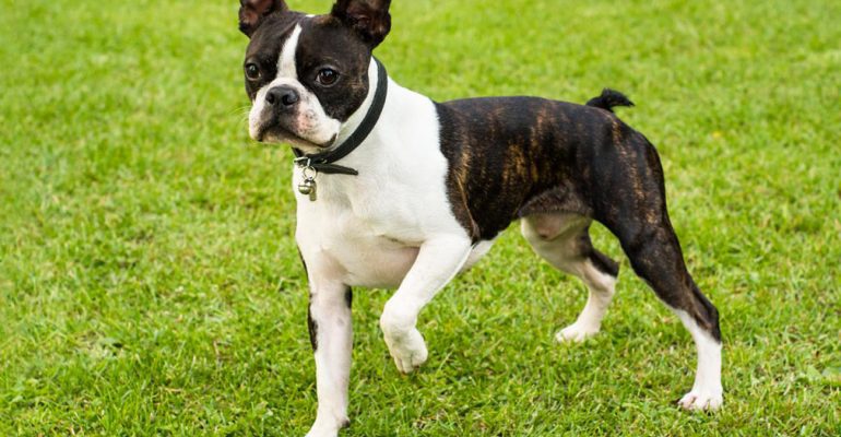 Boston Terrier