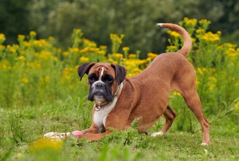 Boxer
