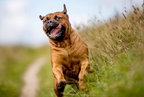 Bull Mastiff