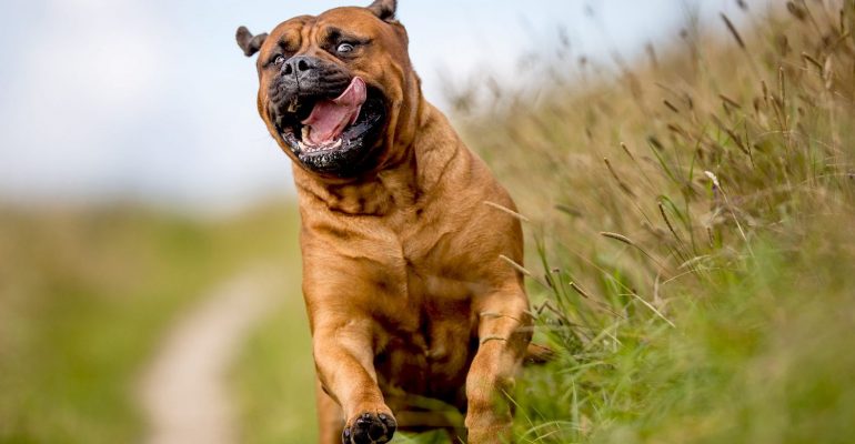 Bull Mastiff