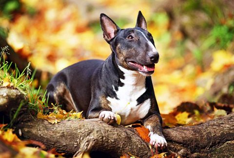 Bull Terrier