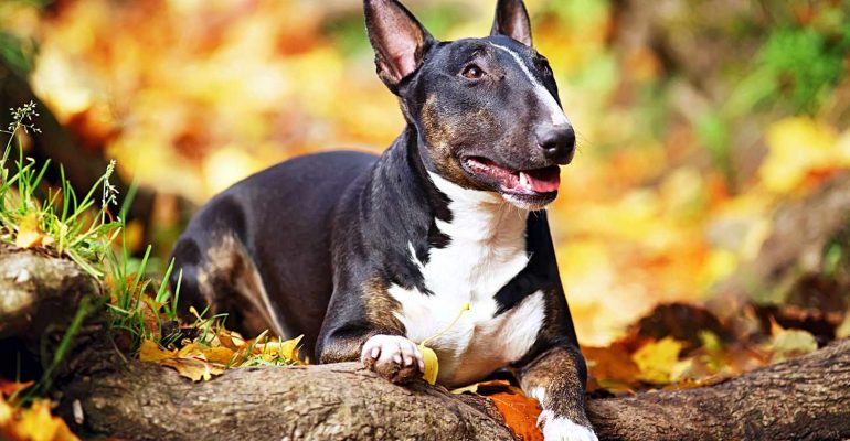 Bull Terrier