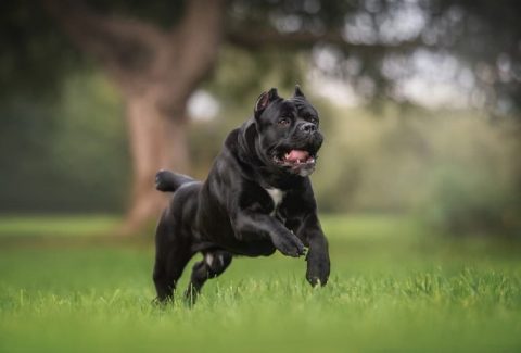 Cane Corso
