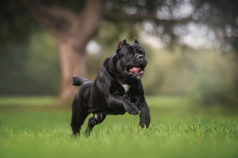Cane Corso