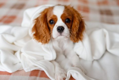 Cavalier King Charles Spaniel