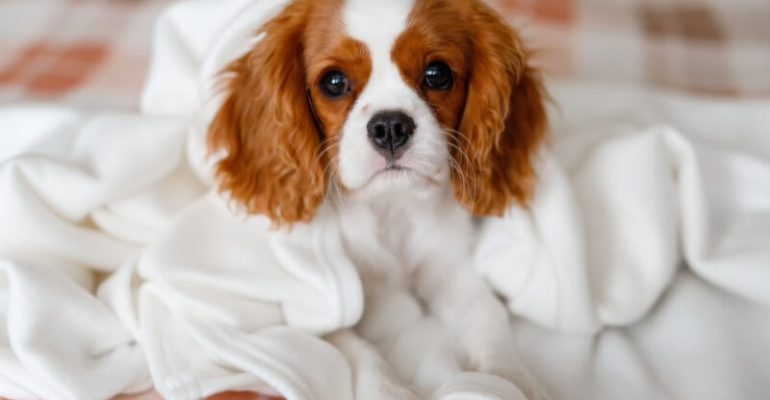 Cavalier King Charles Spaniel