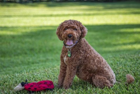 Cavapoo