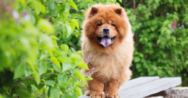Chow Chow