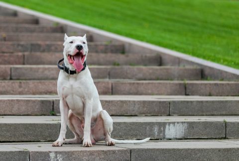 Dogo Argentino