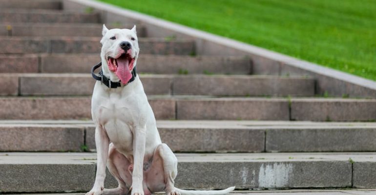 Dogo Argentino