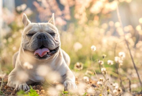 Fransız Bulldog