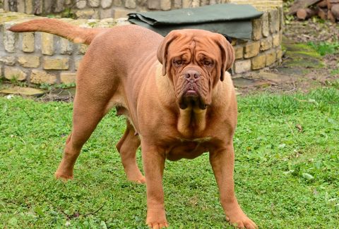 Fransız Mastiff