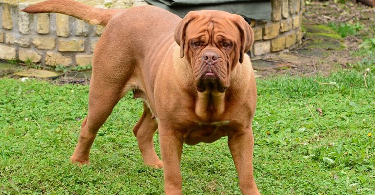 Fransız Mastiff