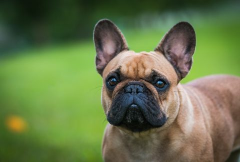 French Bulldog