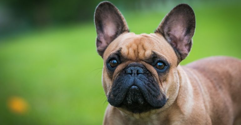 French Bulldog