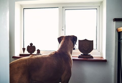 Gece Ağlayan Köpek Nasıl Susturulur