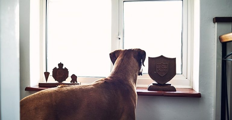 Gece Ağlayan Köpek Nasıl Susturulur