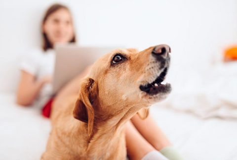Gece Havlayan Köpek Nasıl Susturulur