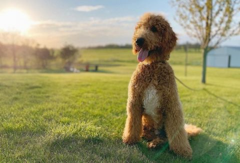 Goldendoodle