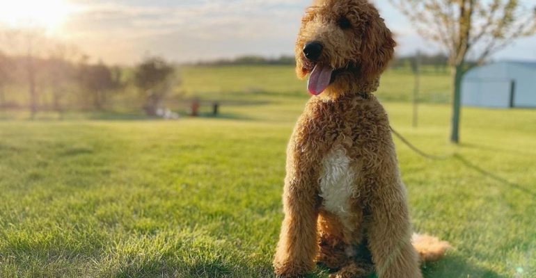Goldendoodle