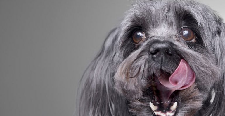 Havanese