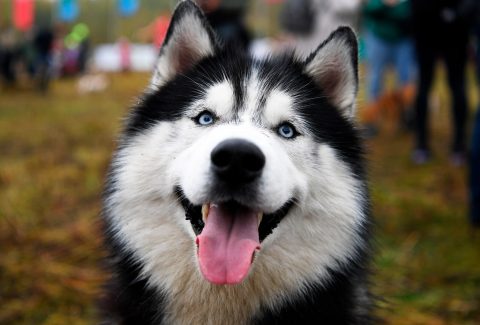 Husky