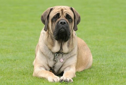 İngiliz Mastiff