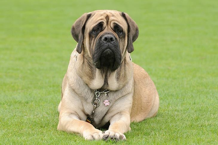 İngiliz Mastiff