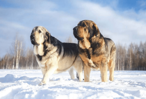 İspanyol Mastiff