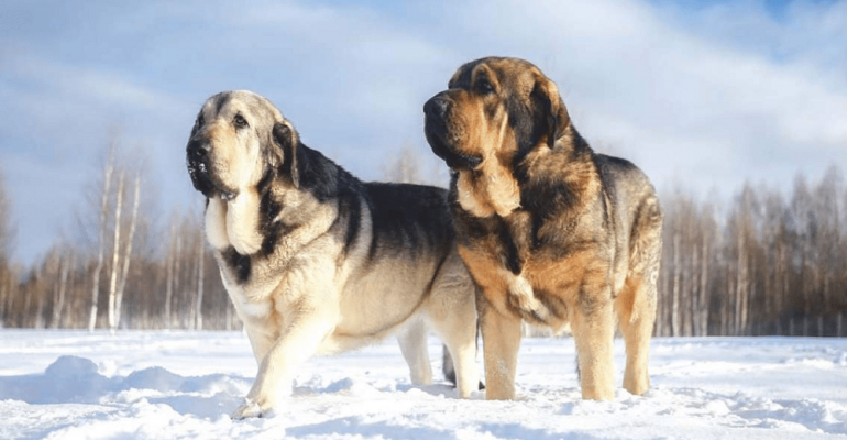 İspanyol Mastiff