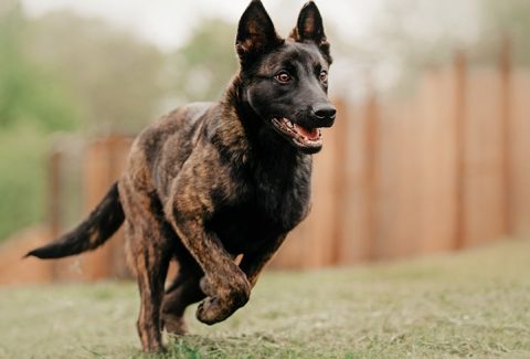 K9