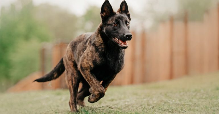 K9