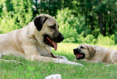 Kangal