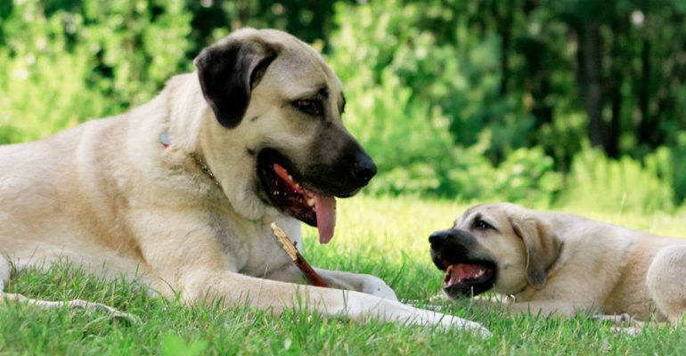 Kangal