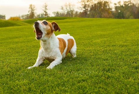 Köpek Havlama Eğitimi