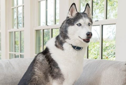 Köpek Havlama Tasması