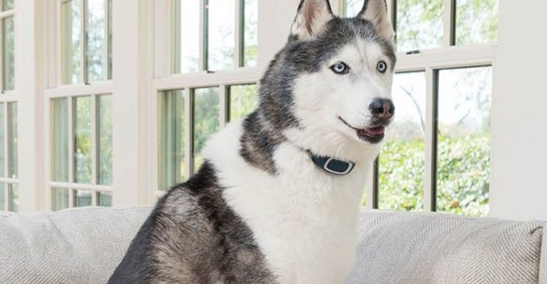 Köpek Havlama Tasması