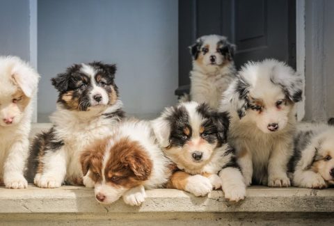 Köpek İsimleri