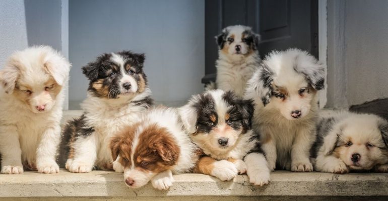 Köpek İsimleri