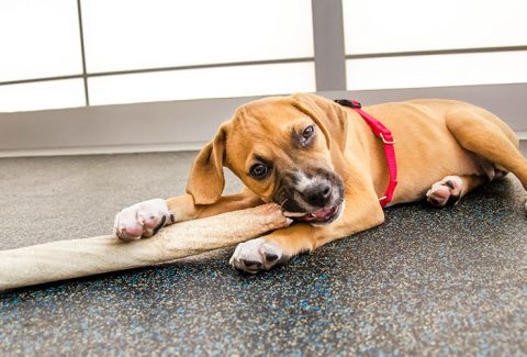 Köpek Isırma Eğitimi