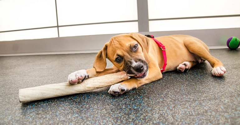 Köpek Isırma Eğitimi