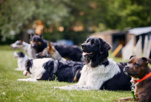 Köpek Nasıl Eğitilir