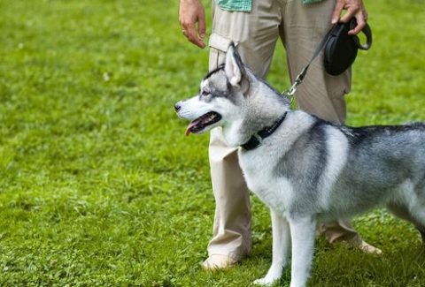 Köpek Yürüyüş Eğitimi