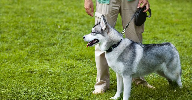 Köpek Yürüyüş Eğitimi
