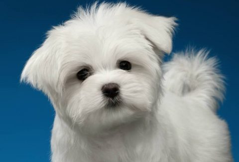 Maltese Terrier