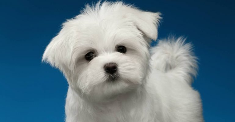 Maltese Terrier