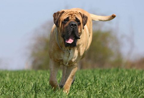Mastiff